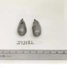 Click for 1 image(s) for this accession. FRUIT